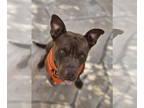 American Pit Bull Terrier DOG FOR ADOPTION RGADN-1366798 - Hershey - American
