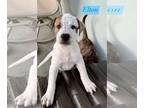 Catahoula Leopard Dog-Pointer Mix DOG FOR ADOPTION RGADN-1366800 - Elton -