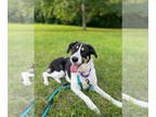 Border Collie Mix DOG FOR ADOPTION RGADN-1366809 - Saint Lola - Border Collie /