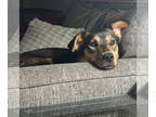 German Shepherd Dog Mix DOG FOR ADOPTION RGADN-1366832 - Shelby Barkville -