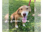 Beagle Mix DOG FOR ADOPTION RGADN-1366835 - Cyrus - Beagle / Hound / Mixed Dog