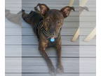 Catahoula Leopard Dog-Dutch Shepherd Mix DOG FOR ADOPTION RGADN-1366839 -