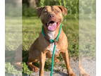 American Pit Bull Terrier Mix DOG FOR ADOPTION RGADN-1366846 - Melon - American