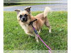 Cairanian DOG FOR ADOPTION RGADN-1366852 - Banzai - Pomeranian / Cairn Terrier /