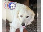 Great Pyrenees DOG FOR ADOPTION RGADN-1366862 - Big Mike - Great Pyrenees (long