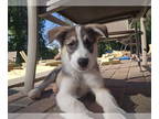 Huskies Mix DOG FOR ADOPTION RGADN-1366879 - Beau D5976 - ADOPTION BEING