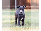 Border Collie Mix DOG FOR ADOPTION RGADN-1366889 - Maizie - Border Collie /