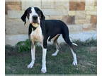 Great Dane DOG FOR ADOPTION RGADN-1366906 - Willow - Great Dane (short coat) Dog