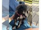 Cadoodle DOG FOR ADOPTION RGADN-1366907 - Scarlet - Poodle (Standard) / Collie /