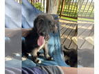 Cadoodle DOG FOR ADOPTION RGADN-1366908 - Pink - Poodle (Standard) / Collie /