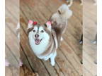 Huskies -Pomeranian Mix DOG FOR ADOPTION RGADN-1366920 - Twinkle - Pomeranian /