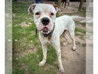 Boxer DOG FOR ADOPTION RGADN-1366926 - Denali - Boxer (short coat) Dog For
