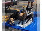 Golden Labrador DOG FOR ADOPTION RGADN-1366927 - Adorable black & yellow lab