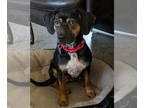 Beagle DOG FOR ADOPTION RGADN-1366932 - Heidi II - Beagle Dog For Adoption