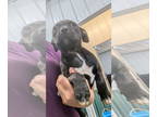 Boxer Mix DOG FOR ADOPTION RGADN-1366938 - Luna's Dwarfs : Happy - Boxer /