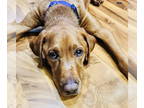 Labrador Retriever DOG FOR ADOPTION RGADN-1366942 - Pearlescent Moon - Labrador