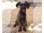 Shih-Poo DOG FOR ADOPTION RGADN-1366943 - **JESSIE - Poodle (Miniature) / Shih