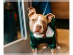 American Pit Bull Terrier Mix DOG FOR ADOPTION RGADN-1366944 - Lloyd - American