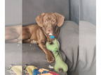 Chocolate Labrador retriever Mix DOG FOR ADOPTION RGADN-1366951 - Carlos -