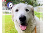 Great Pyrenees DOG FOR ADOPTION RGADN-1366960 - Lilith bonded with Adam - Great