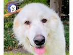 Great Pyrenees DOG FOR ADOPTION RGADN-1366968 - Silver - Great Pyrenees (long