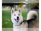 Mix DOG FOR ADOPTION RGADN-1366986 - Koda Bear - Husky (medium coat) Dog For