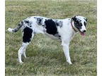 Border Collie Mix DOG FOR ADOPTION RGADN-1366991 - Sissy - Border Collie /