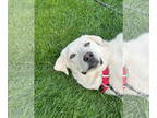 Mix DOG FOR ADOPTION RGADN-1366995 - Buddy - Akbash / Great Pyrenees (medium