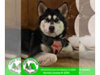 Mix DOG FOR ADOPTION RGADN-1367007 - Arya - Husky Dog For Adoption