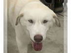 Labrenees DOG FOR ADOPTION RGADN-1367013 - Riley *COURTESY LISTING* - Great