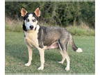 Huskies Mix DOG FOR ADOPTION RGADN-1367016 - Holly - Husky / Mixed (short coat)