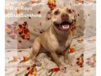 American Pit Bull Terrier Mix DOG FOR ADOPTION RGADN-1367025 - Raya - American