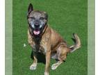 German Shepherd Dog Mix DOG FOR ADOPTION RGADN-1367027 - BABY - German Shepherd