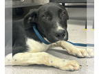 Pointer-Retriever Mix DOG FOR ADOPTION RGADN-1367087 - Luke - Retriever /