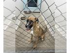 Labrador Retriever Mix DOG FOR ADOPTION RGADN-1367131 - HONEY - Labrador