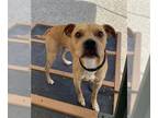 American Pit Bull Terrier Mix DOG FOR ADOPTION RGADN-1367137 - PEANUT - Pit Bull