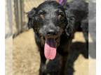 Poodle (Miniature) Mix DOG FOR ADOPTION RGADN-1367142 - Granger - Adopted!