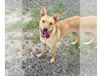 Carolina Dog Mix DOG FOR ADOPTION RGADN-1367178 - SUNSHINE - Carolina Dog /