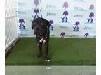 American Pit Bull Terrier DOG FOR ADOPTION RGADN-1367188 - TOKYO - Pit Bull