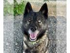 Mix DOG FOR ADOPTION RGADN-1367232 - Spock - Husky (medium coat) Dog For