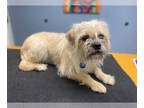 Brussels Griffon Mix DOG FOR ADOPTION RGADN-1367233 - Watson - Brussels Griffon