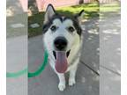 Alaskan Malamute DOG FOR ADOPTION RGADN-1367240 - Yeti - Alaskan Malamute