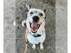 Australian Cattle Dog DOG FOR ADOPTION RGADN-1367283 - Manchas - Queensland