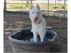 Mix DOG FOR ADOPTION RGADN-1367293 - *VICTOR FREIS - Husky (medium coat) Dog