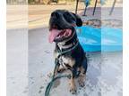 Rottweiler-American Pit Bull Terrier DOG FOR ADOPTION RGADN-1367295 - DAYO - Pit