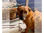 Labrador Retriever-Plott Hound Mix DOG FOR ADOPTION RGADN-1367304 - BONNIE -