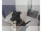 Labrador Retriever DOG FOR ADOPTION RGADN-1367337 - TUCKER - Labrador Retriever