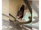 Rottweiler DOG FOR ADOPTION RGADN-1367353 - Carmela - Rottweiler (short coat)