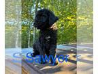 Goldendoodle DOG FOR ADOPTION RGADN-1367364 - Sawyer - Poodle (Standard) /