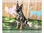 German Shepherd Dog DOG FOR ADOPTION RGADN-1367381 - GROMET - German Shepherd